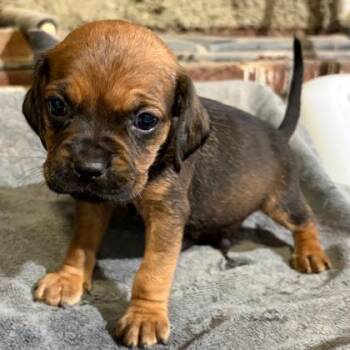 Mixed Breed Dogs Available for Adoption in West Chester, Pennsylvania - Yuta | PetCurious