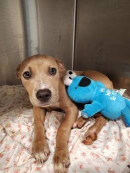 CinniMinni -  Mixed Breed Dog for Adoption in Atlanta, Georgia - CinniMinni | PetCurious