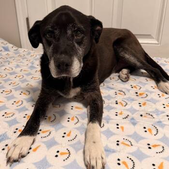 Sammie -  Terrier Dog for Adoption in Cornelius, North Carolina - Sammie | PetCurious