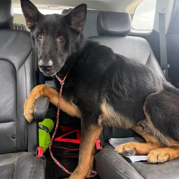 Dexter -  German Shepherd Dog Dog for Adoption in Hanna City, Illinois - Dexter | PetCurious