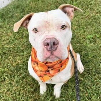 Pit Bull Terrier Dogs Available for Adoption in Manhattan, Kansas - Eddy | PetCurious