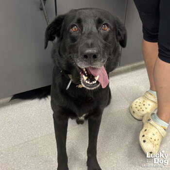 Rescue Labrador Retriever and Flat Coated Retriever Dogs for Adoption in Washington, District Of Columbia - Ringo Starr | PetCurious