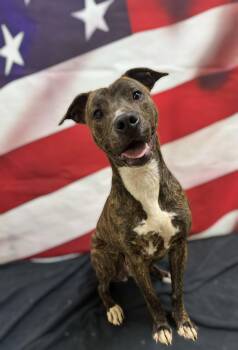 Cedar -  American Staffordshire Terrier and Mixed Breed Dog for Adoption in Woodbridge, Connecticut - Cedar | PetCurious