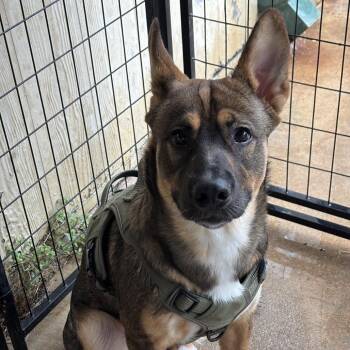 King -  Mixed Breed Dog for Adoption in Lake Jackson, Texas - King | PetCurious