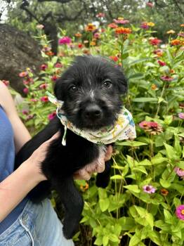 Twiggy -  Schnauzer and Labrador Retriever Dog for Adoption in Seguin, Texas - Twiggy | PetCurious