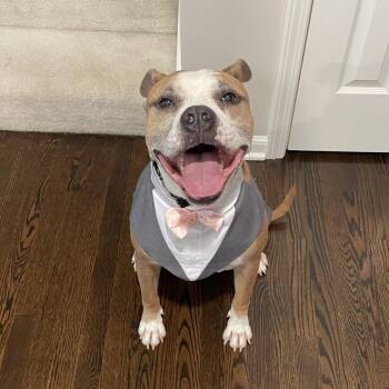Roux -  American Staffordshire Terrier and Mixed Breed Dog for Adoption in Olathe, Kansas - Roux | PetCurious