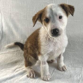 Australian Shepherd and Border Collie Dogs Available for Adoption - Marvin | PetCurious