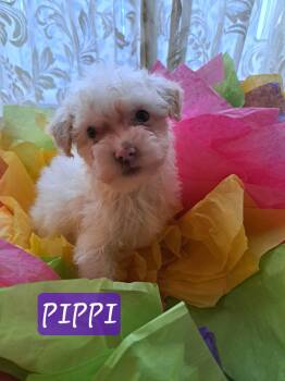 Pippi -  Maltipoo Dog for Adoption in Maitland, Florida - Pippi | PetCurious