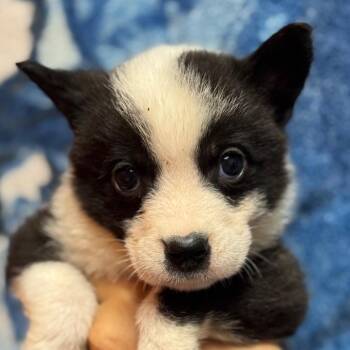 Mixed Breed Dogs Available for Adoption - Twister | PetCurious