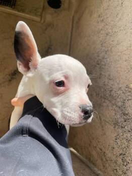 Pit Bull Terrier and Mixed Breed Dogs Available for Adoption - A471001 | PetCurious