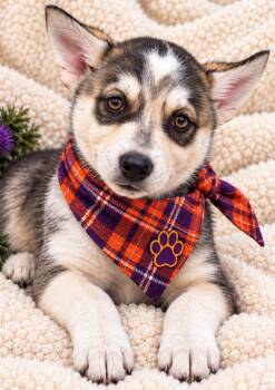 Mcsniff -  Husky and German Shepherd Dog Dog for Adoption in Evergreen, Colorado - Mcsniff | PetCurious