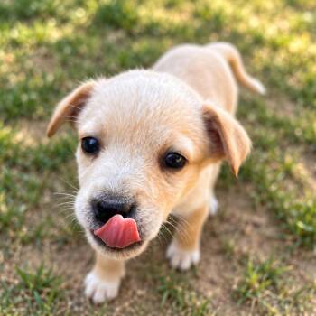 Applejack Guitar -  Shepherd and Yellow Labrador Retriever Dog for Adoption in Andover, Massachusetts - Applejack Guitar | PetCurious