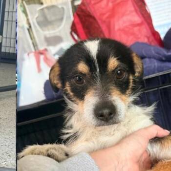 Mixed Breed Dogs Available for Adoption - Corazon | PetCurious