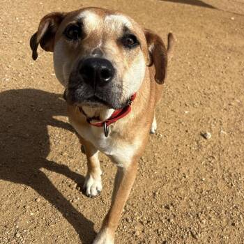 Mixed Breed Dogs Available for Adoption in Bentonville, Arkansas - Homer | PetCurious