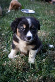 Carolina Reaper - Pre Adoption -  Mixed Breed Dog for Adoption in Kettering, Ohio - Carolina Reaper - Pre Adoption | PetCurious