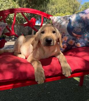 Hunter -  Labrador Retriever Dog for Adoption in Temecula, California - Hunter | PetCurious