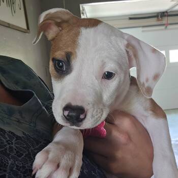 Dr. Cristina Yang -  American Staffordshire Terrier Dog for Adoption in Houston, Texas - Dr. Cristina Yang | PetCurious
