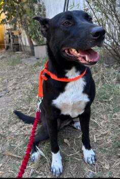 Rescue American Bully and Labrador Retriever Dogs for Adoption in Houston, Texas - Cinderella | PetCurious