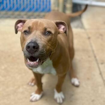 Roman -  Pit Bull Terrier Dog Available for Adoption in Kansas City, Kansas - Roman | PetCurious