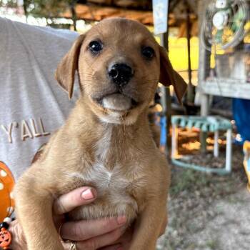 Acorn -  Mixed Breed Dog for Adoption in Aberdeen, North Carolina - Acorn | PetCurious