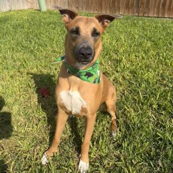 Rescue Shepherd and Labrador Retriever Dogs for Adoption in Harlingen, Texas - Angelique | PetCurious