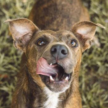 Albert -  Plott Hound Dog for Adoption in Carencro, Louisiana - Albert | PetCurious