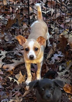 Rescue Chihuahua and Pomeranian Dogs for Adoption in Milton, Georgia - River Kai | PetCurious
