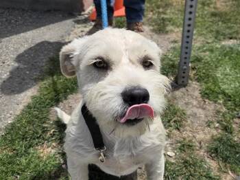 Miniature Schnauzer Dogs Available for Adoption in San Clemente, California - LILY | PetCurious