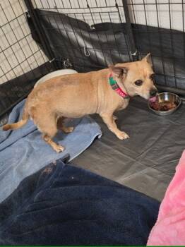 Rescue Chihuahua and Dachshund Dogs for Adoption in Thompson Falls, Montana - Lovey | PetCurious