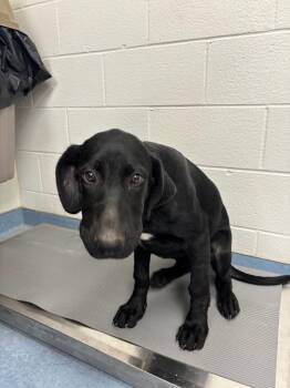 Sylvia -  Hound and Labrador Retriever Dog for Adoption in Findlay, Ohio - Sylvia | PetCurious