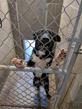 Mixed Breed and Black Labrador Retriever Dogs Available for Adoption in Hermiston, Oregon - Paws | PetCurious