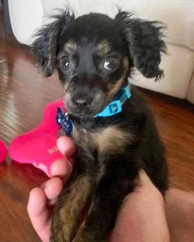 Suki -  Spaniel and Terrier Dog for Adoption in Corona, California - Suki | PetCurious