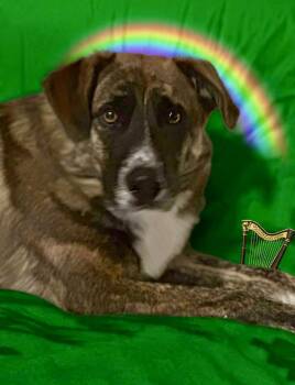 Australian Shepherd Dogs Available for Adoption - Brock  | PetCurious