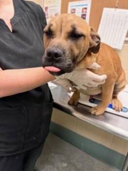 Pit Bull Terrier and Mixed Breed Dogs Available for Adoption - Bart | PetCurious