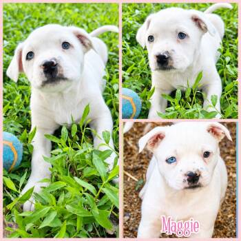 Boxer and American Staffordshire Terrier Dogs Available for Adoption in Blacksburg, South Carolina - Maggie | PetCurious