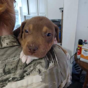 Labrador Retriever and Mixed Breed Dogs Available for Adoption - Lynn 030408A | PetCurious