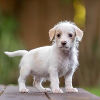 Noodle Pup - Penne -  Wire Fox Terrier and Poodle Dog for Adoption in San Diego, California - Noodle Pup - Penne | PetCurious