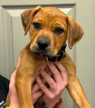 Labrador Retriever and Boxer Dogs Available for Adoption in Littleton, Colorado - Vivi | PetCurious