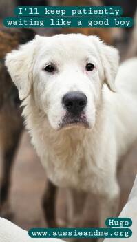 Rescue Retriever and Great Pyrenees Dogs for Adoption in Nokomis, Florida - Hugo | PetCurious