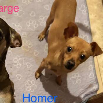 Rescue Chihuahua Dogs for Adoption in Albuquerque, New Mexico - Homer | PetCurious