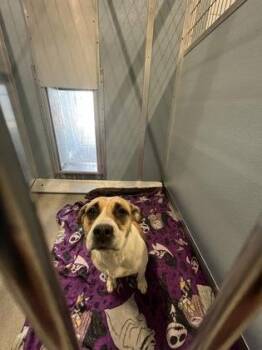 Libby -  Pit Bull Terrier and Mixed Breed Dog for Adoption in Fresno, California - Libby | PetCurious