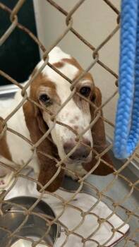 William -  Mixed Breed Dog for Adoption in Cincinnati, Ohio - William | PetCurious