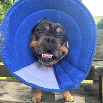 Bulldog Dogs Available for Adoption in Eatontown, New Jersey - Zimomo | PetCurious