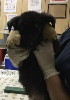 LIAM -  German Shepherd Dog Dog for Adoption in Riverside, California - LIAM | PetCurious