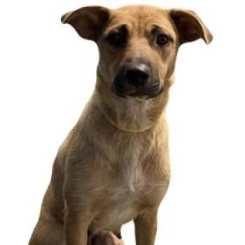 Sprinkles -  Shepherd Dog for Adoption in Red Bluff, California - Sprinkles | PetCurious