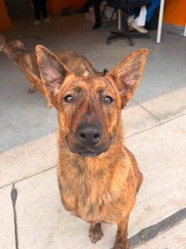 Honey -  German Shepherd Dog Dog for Adoption in Lincoln Park, Michigan - Honey | PetCurious