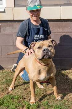 Gentle Ben -  Mixed Breed Dog for Adoption in Chamblee, Georgia - Gentle Ben | PetCurious
