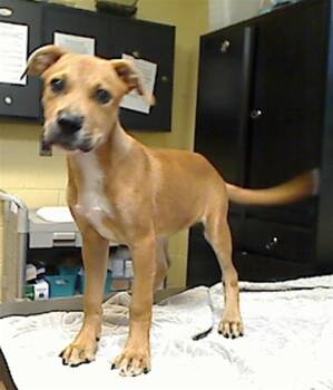 BENELLI -  American Bulldog and Labrador Retriever Dog for Adoption in Cookeville, Tennessee - BENELLI | PetCurious