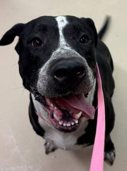 Rescue Pit Bull Terrier Dogs for Adoption in Pocatello, Idaho - Mandy 45063 | PetCurious