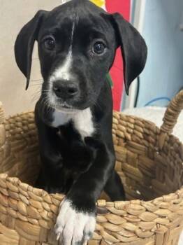 Rescue Mixed Breed Dogs for Adoption in Covington, Louisiana - OzzyPawsbourne | PetCurious